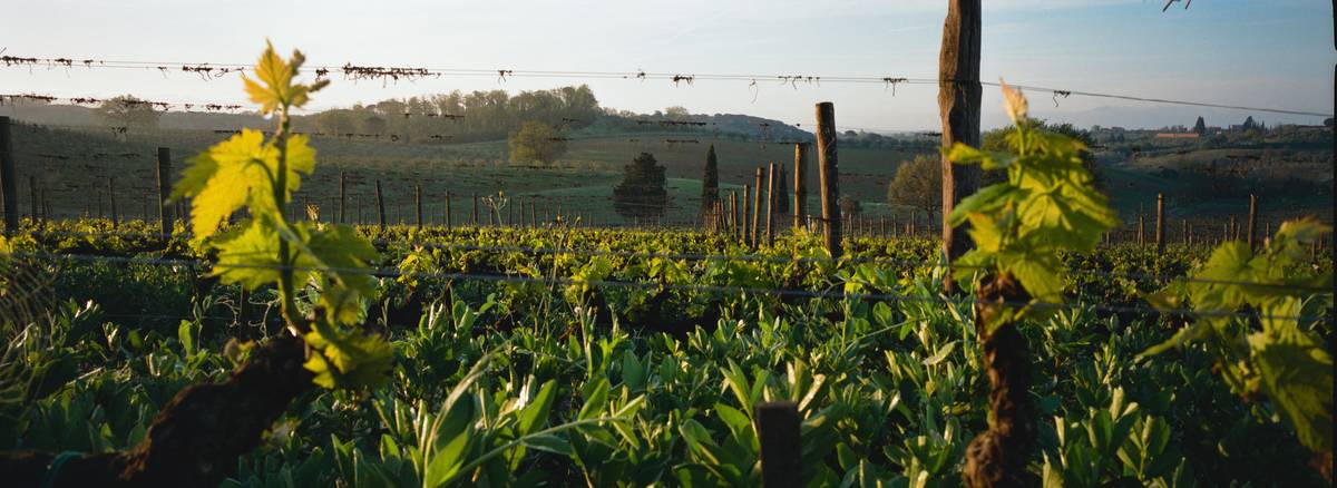 A lush vineyard practicing sustainable agriculture methods