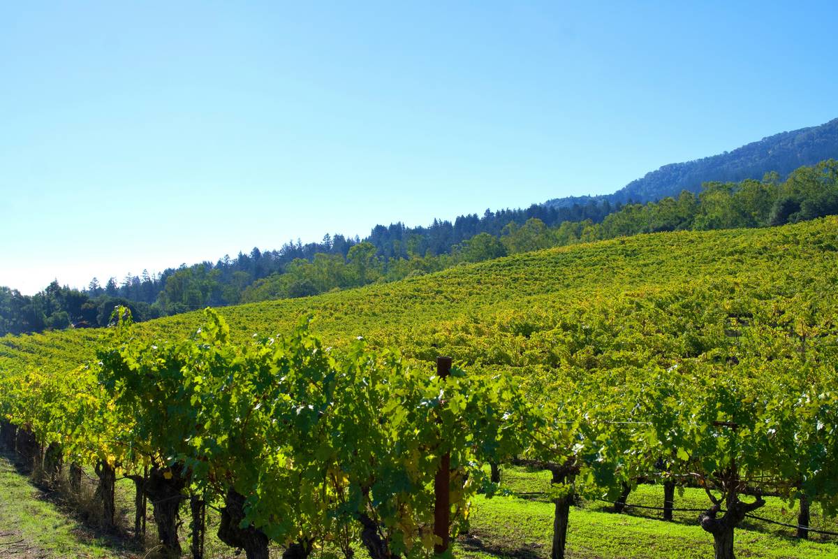A picturesque vineyard showcasing rows of vines under sunlight, emphasizing sustainability in wine production.