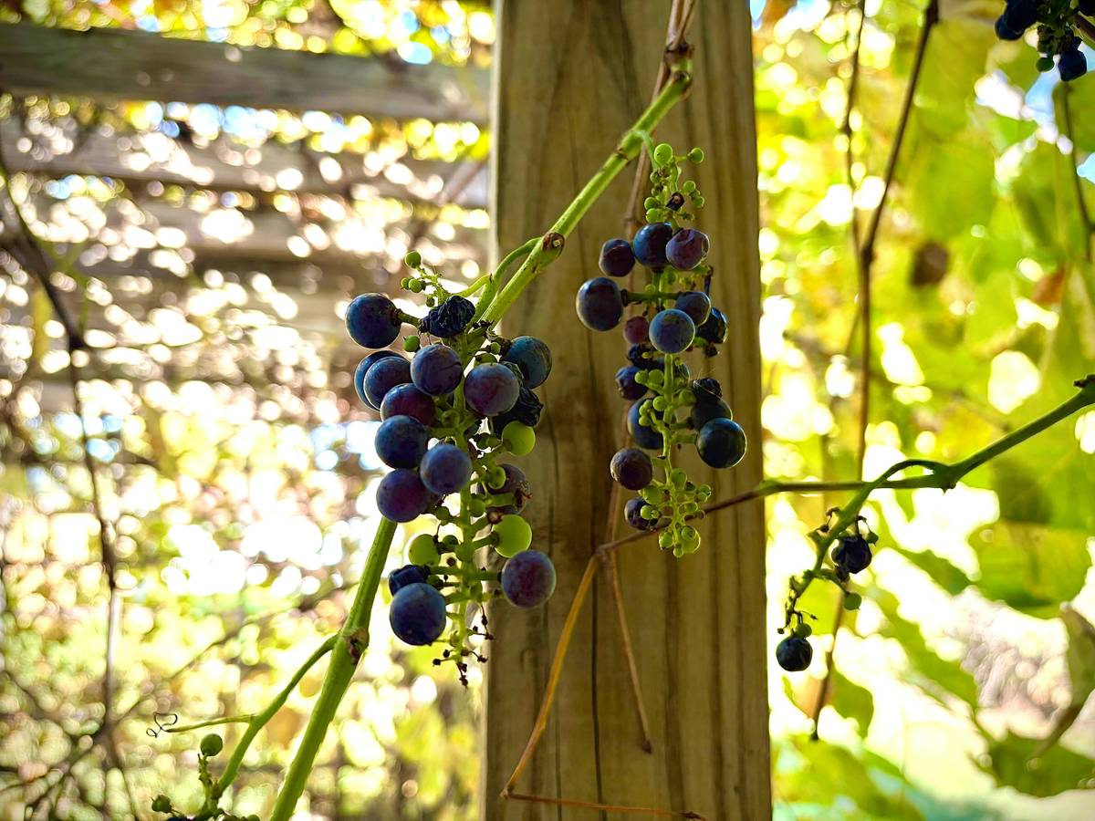 Before and after images of Domaine de la Côte's vineyards, showing the transition to organic farming