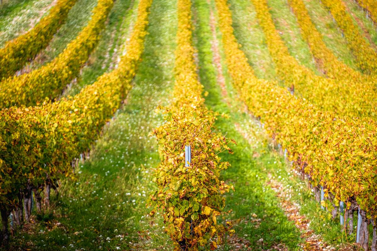 Before and after images of Sarah's skin showing improvement