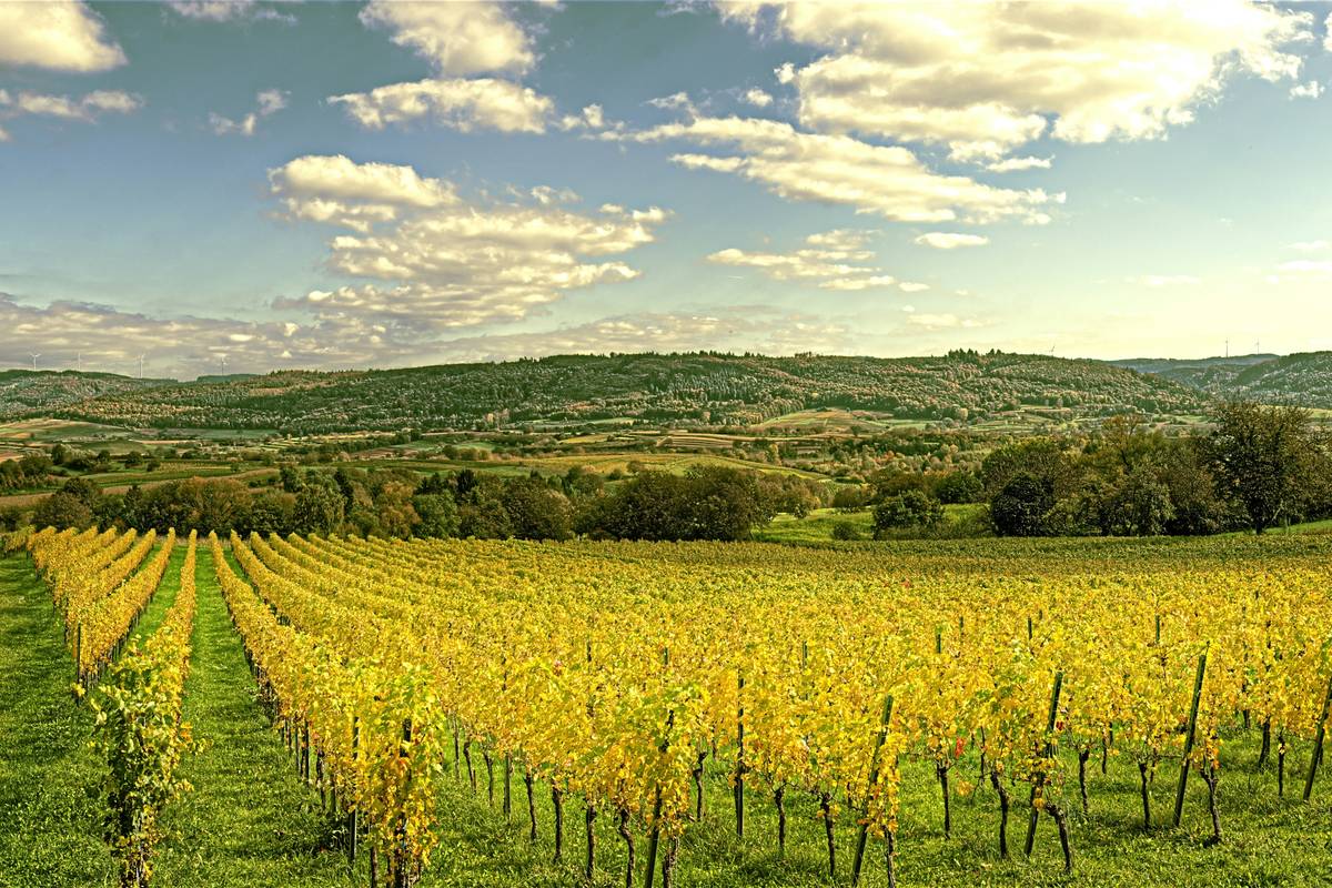 Chart comparing the benefits of organic wines to conventional wines