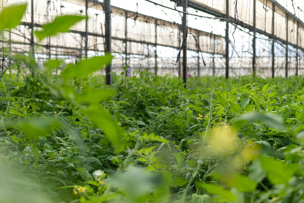 Discover the Radiance of Soil-Health-Focused Wines in Organic Beauty