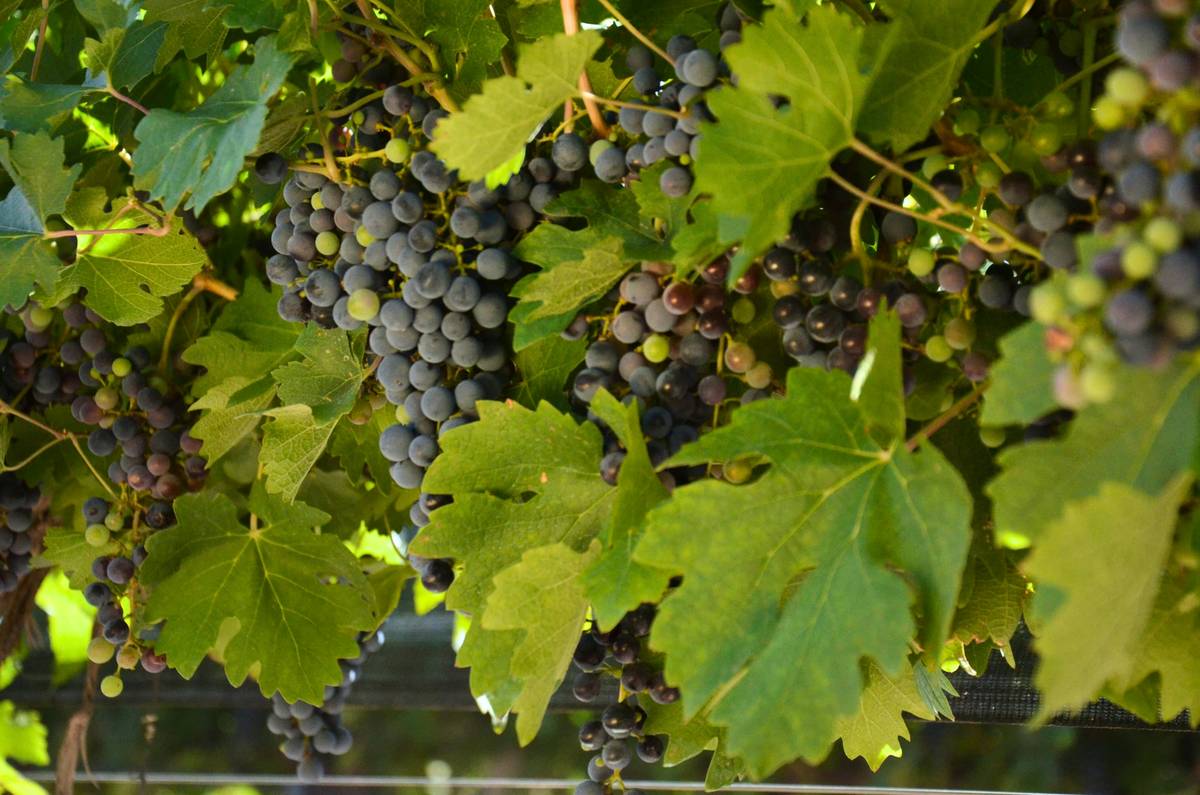 Fresh organic grapes used in skincare routines