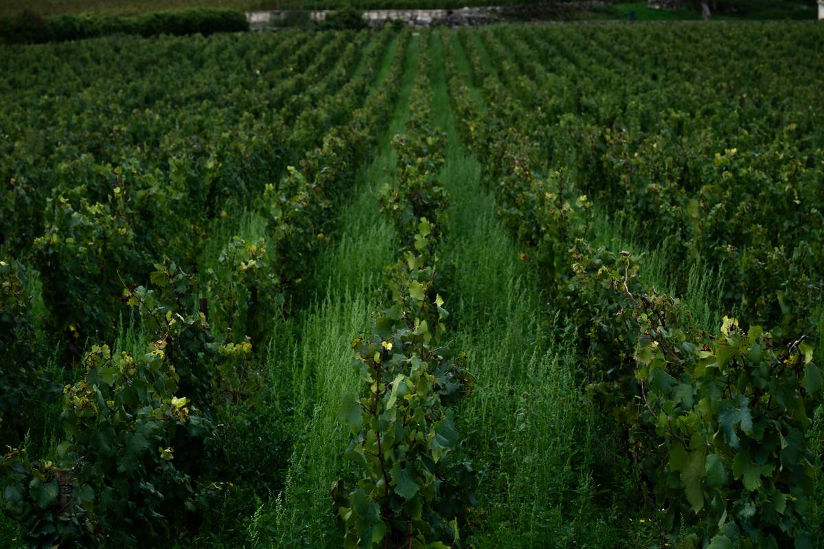 Green Viticulture: How Organic Wines Are Reshaping Beauty & Skincare