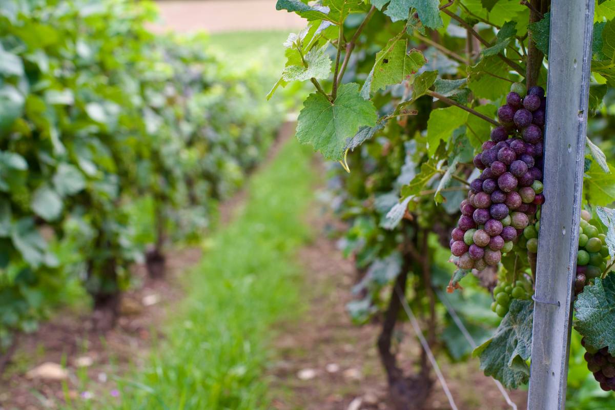 Illustration showing grapes fermenting with yeast cells