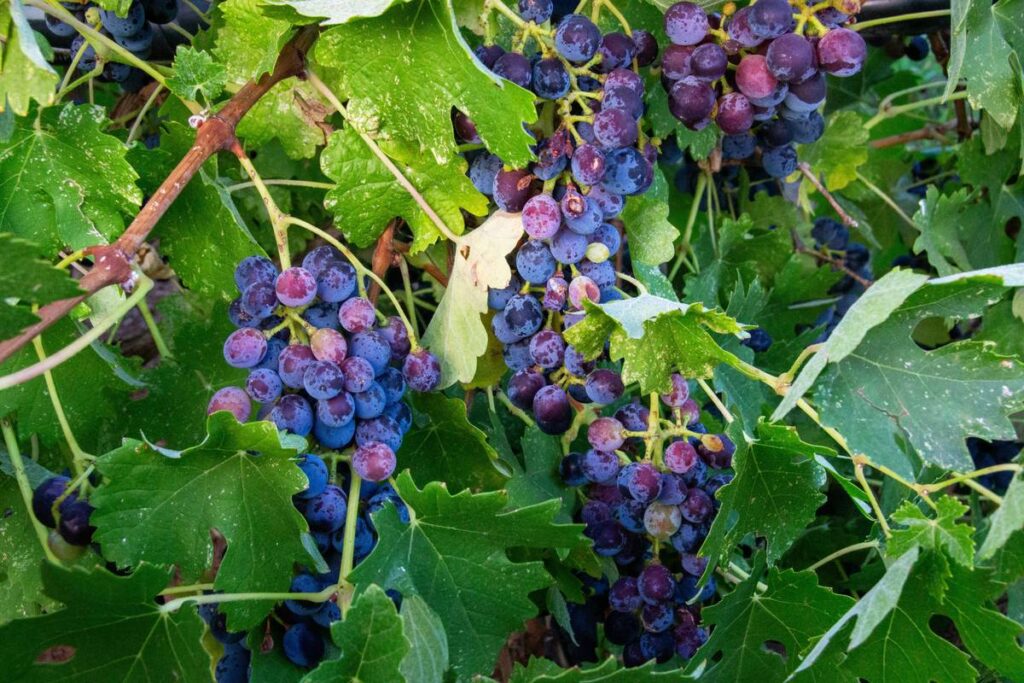 Minimal Intervention: The Secret Ingredient in Organic Wines for Your Beauty Regimen