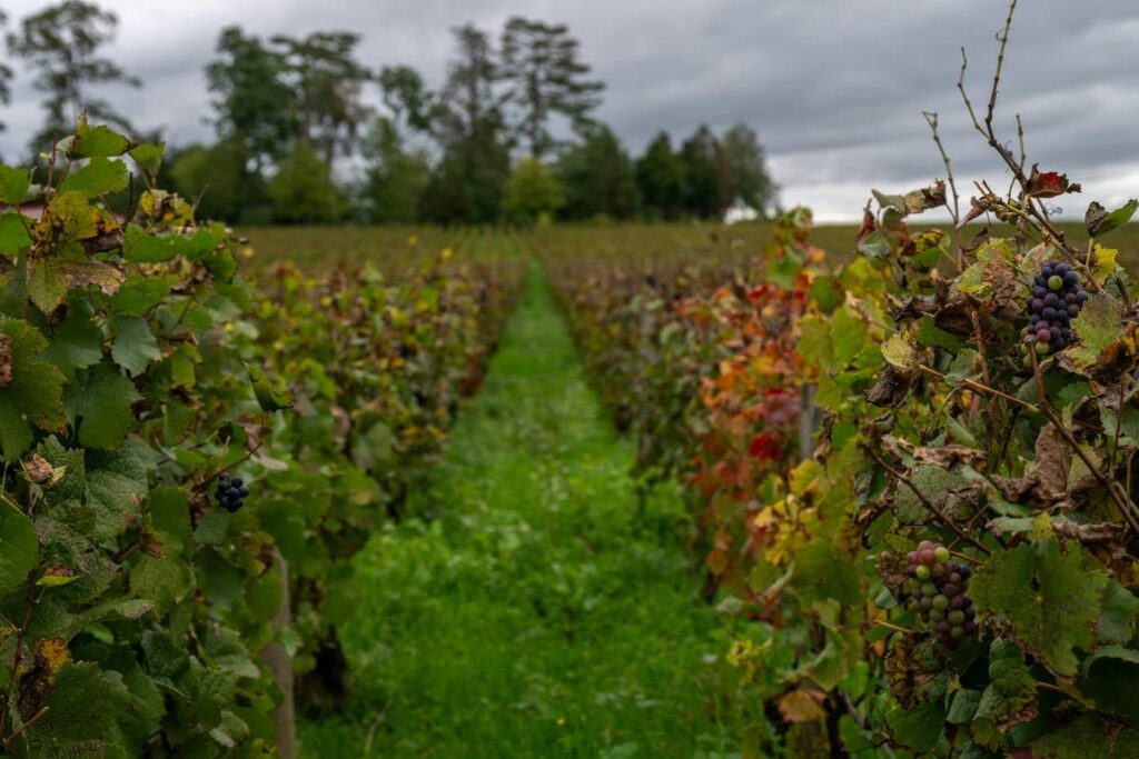 Sustainable Wines: Why Organic Winemaking is the Future of Beauty & Skincare