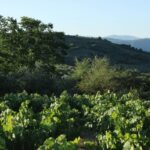 The Pour of Elegance: Discovering the World of Sustainable Organic Wines