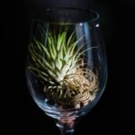 The Ultimate Guide to Field-Blend Organic Drinks: A Beauty & Skincare Twist