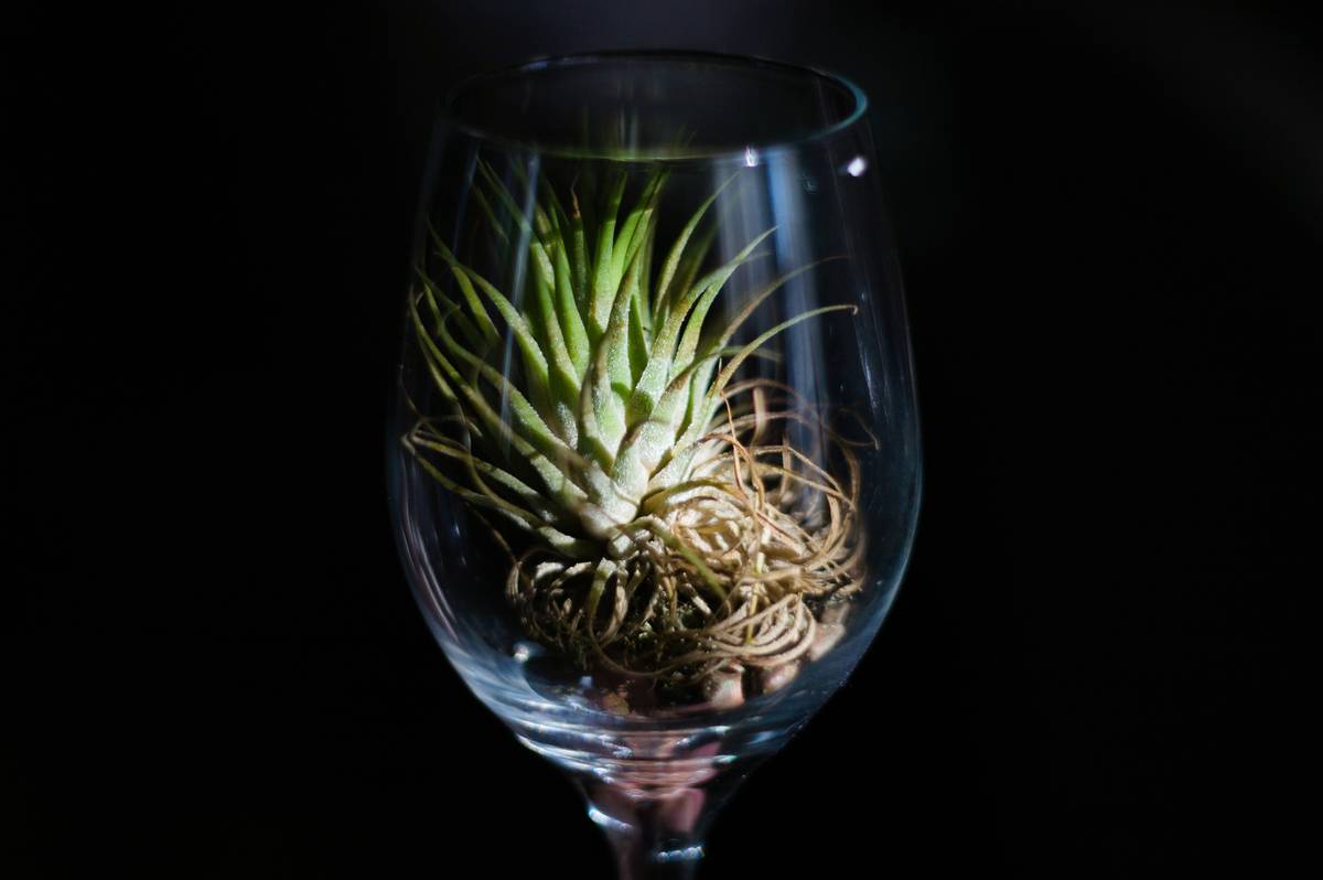 The Ultimate Guide to Field-Blend Organic Drinks: A Beauty & Skincare Twist