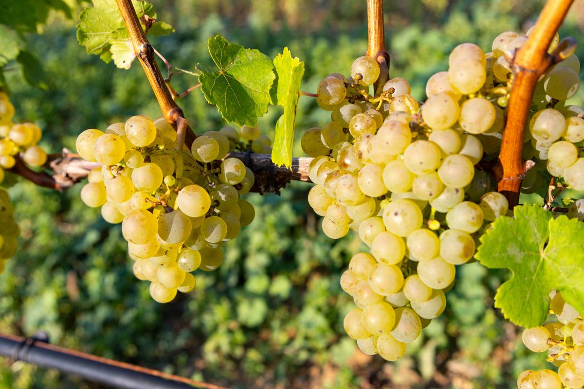 Why Organic Grapes Are a Game-Changer for Your Beauty Routine